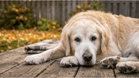 Cómo ayudar a un perro senior: guía práctica con base veterinaria | Guía 2026 Dognity - Dognity