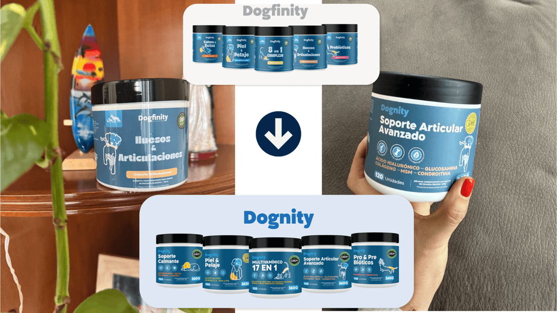 Dogfinity ahora es Dognity: una nueva etapa para nuestra marca - Dognity