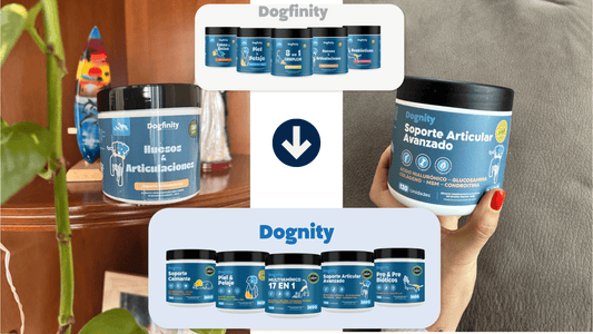 Dogfinity ahora es Dognity: una nueva etapa para nuestra marca - Dognity