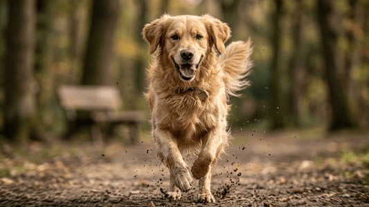 Glucosamina y salud articular en perros | Guía 2026 Dognity - Dognity