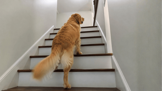 Mi perro ya no quiere subir escaleras: causas y qué hacer - Dognity
