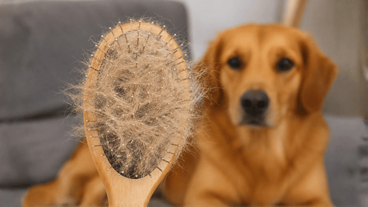 Por qué pierde pelo tu perro y qué puedes hacer al respecto - Dognity