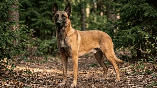 Síntomas de mala digestión en perros y cómo detectarlos | guía 2026 Dognity - Dognity
