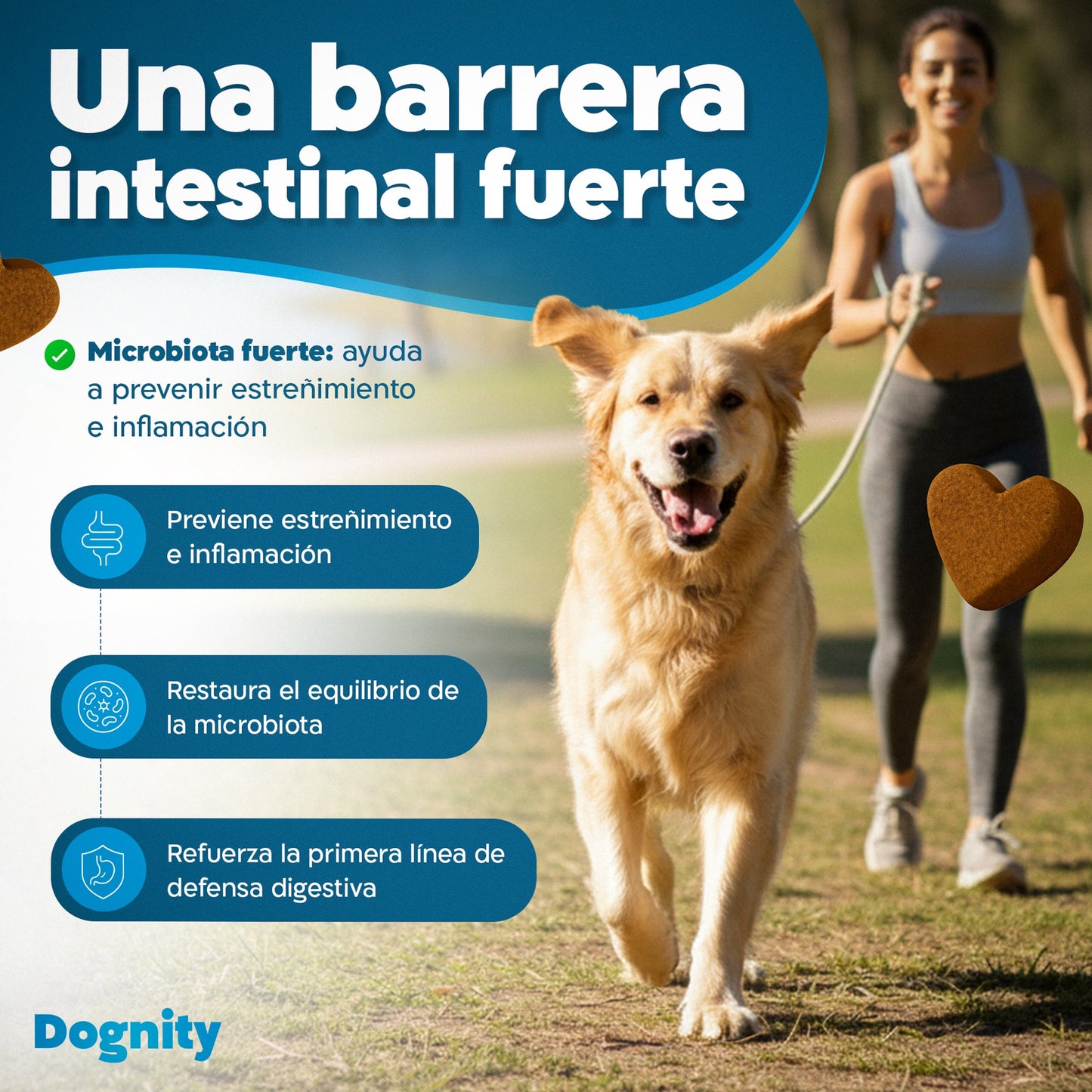 Probióticos para Perros – Mejora la Flora Intestinal y la Digestión | Dogfinity - Dogfinity