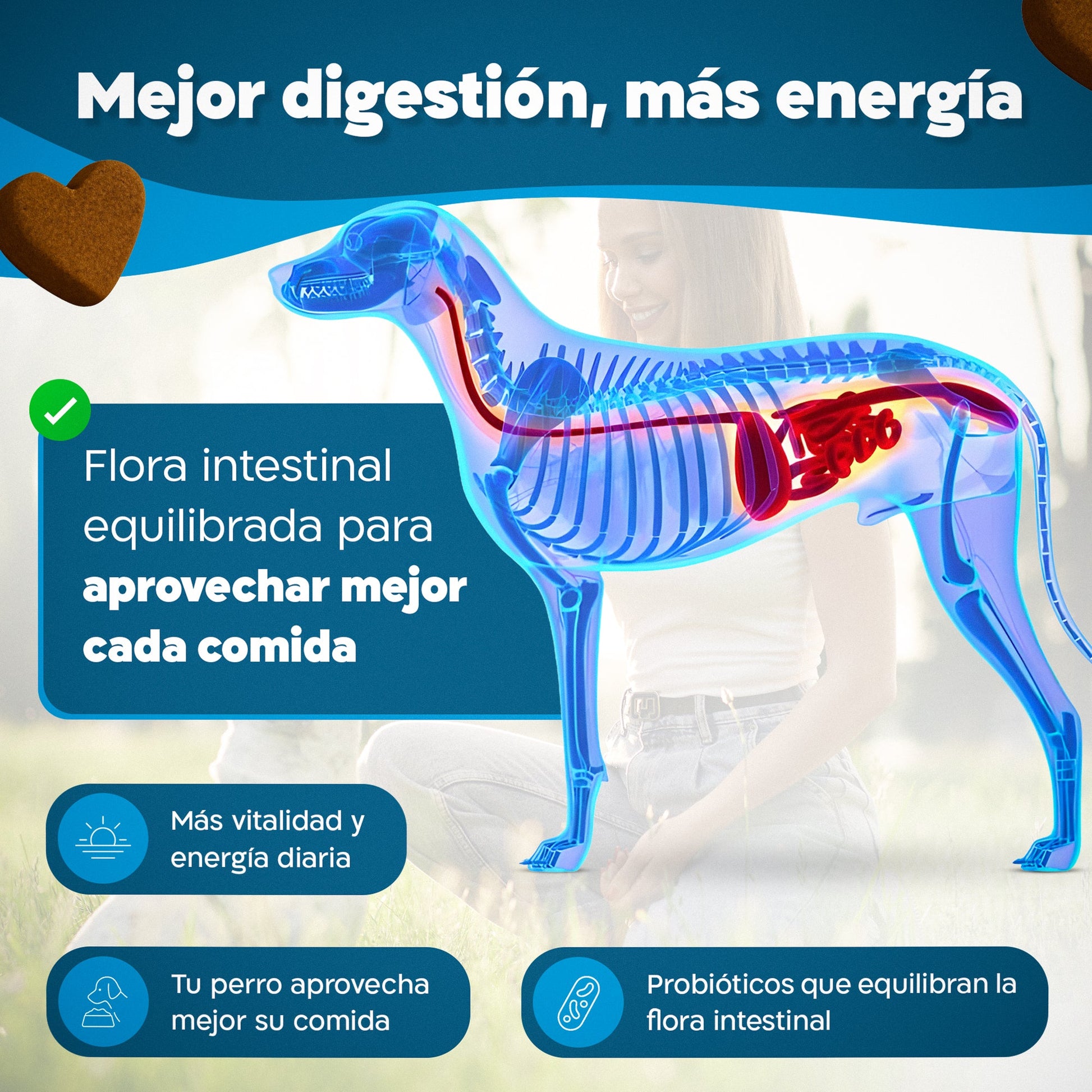 Probióticos para Perros – Mejora la Flora Intestinal y la Digestión | Dogfinity - Dogfinity